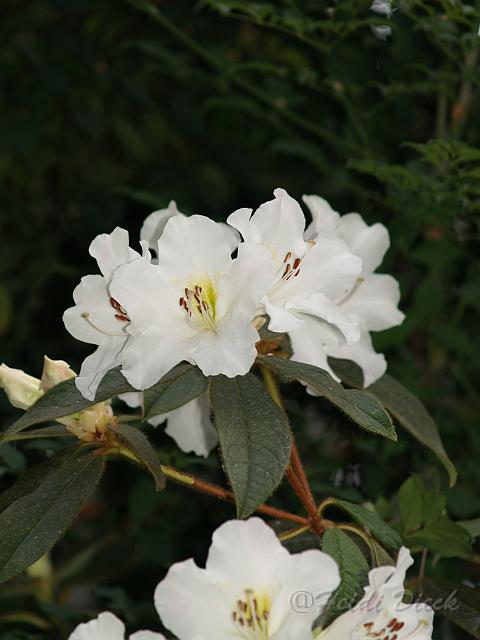 Rhodo White Wings.JPG